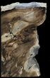 Petrified Wood Bookends - Oregon #45372-2